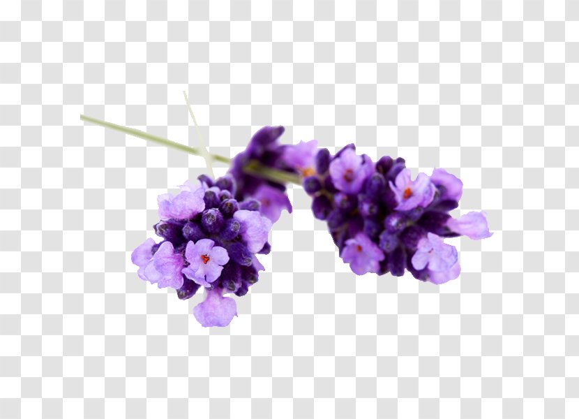 English Lavender Essential Oil Lavandula Latifolia Transparent PNG