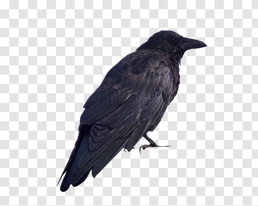 American Crow Common Raven TR Flying - Rook - Black Transparent PNG