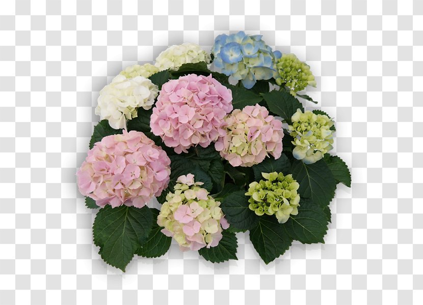 French Hydrangea Panicled Cut Flowers Plant - Hydrangeaceae - Hortensia Transparent PNG