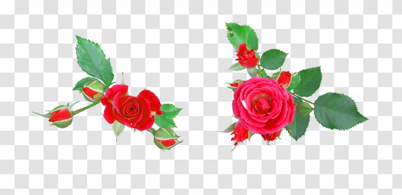 Garden Roses Flower Digital Image Clip Art - Floristry - Rose Transparent PNG