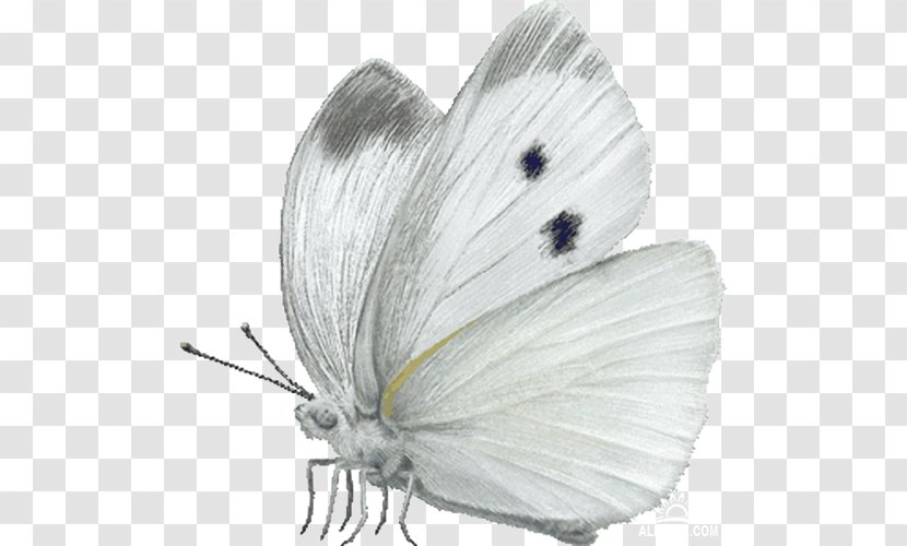 Butterfly Cabbage White Insect Large Clip Art - Animal Transparent PNG