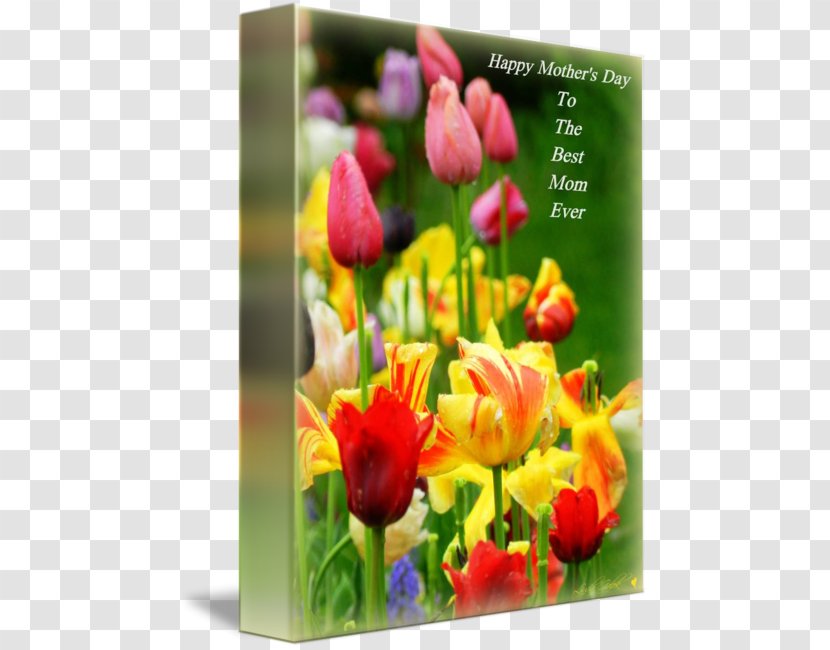 Floral Design Cut Flowers Tulip Wildflower - Flower - Happy Mothers' Day Transparent PNG