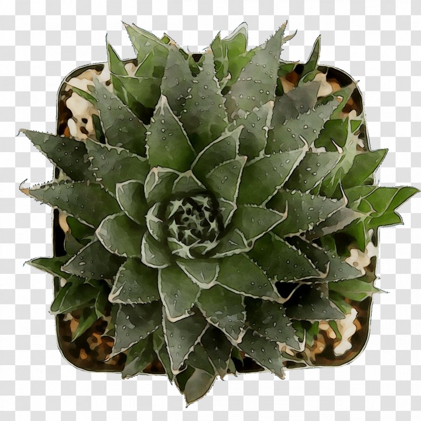 Agave Tequilana Aloe Vera Aloes - Botany Transparent PNG