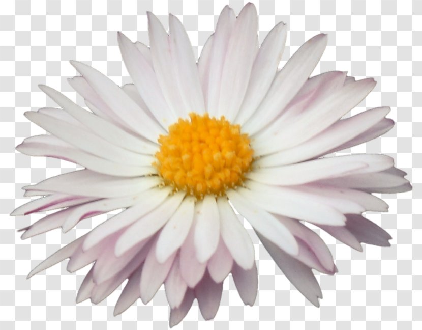 Common Daisy Oxeye Marguerite Chrysanthemum Petal - Annual Plant Transparent PNG