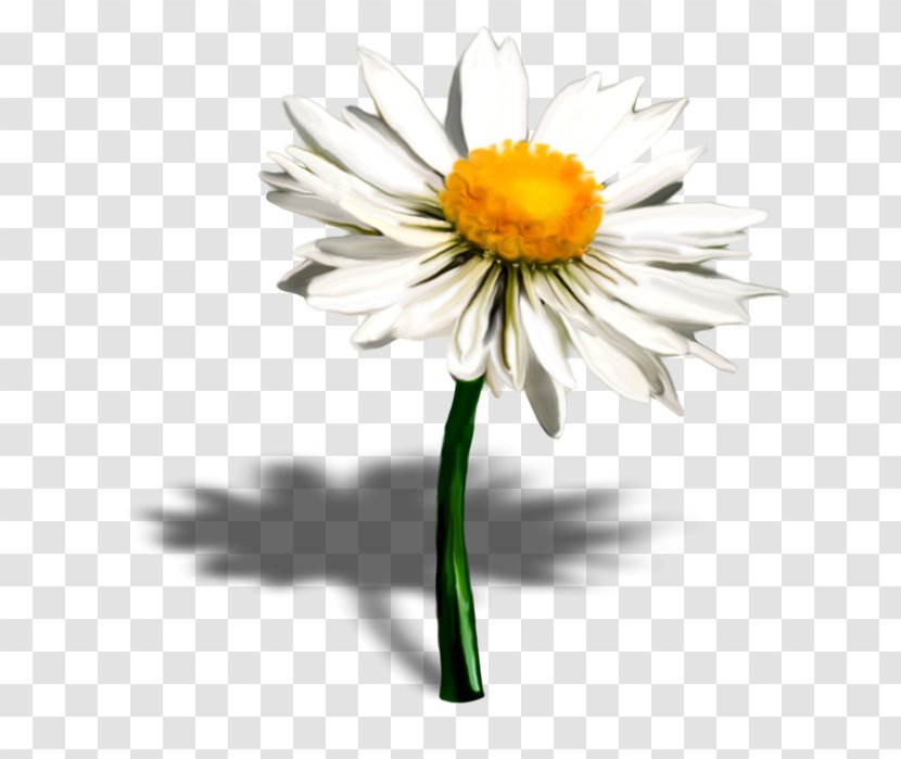 Common Daisy Oxeye Petal Flower Family - Yellow Transparent PNG