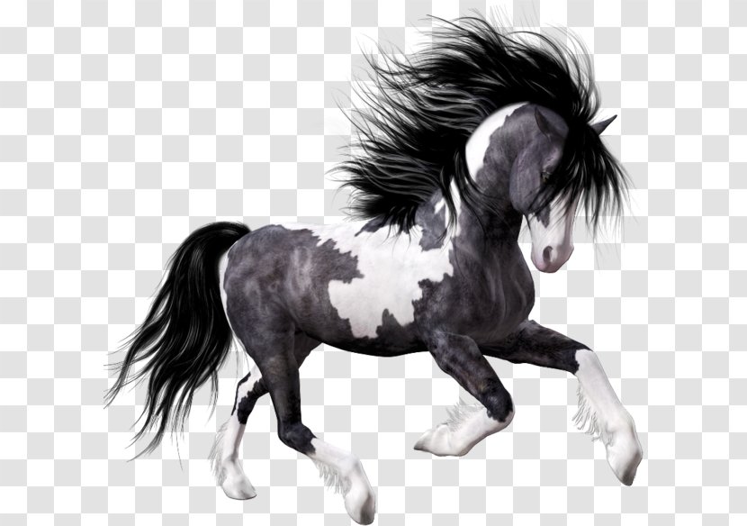 Horse Black Foal Clip Art - Mustang Transparent PNG