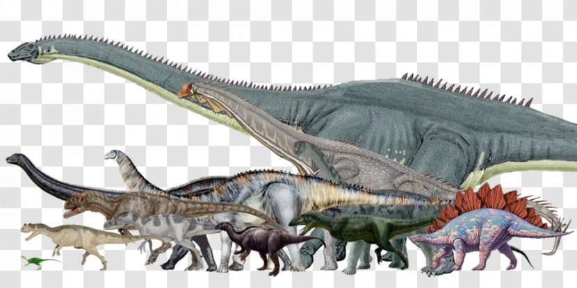 Amphicoelias Dinosaur Size Tyrannosaurus Brachiosaurus Allosaurus - Wildlife Transparent PNG