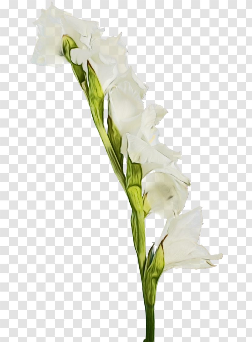 Flower Flowering Plant White Cut Flowers - Iris Family Bouquet Transparent PNG
