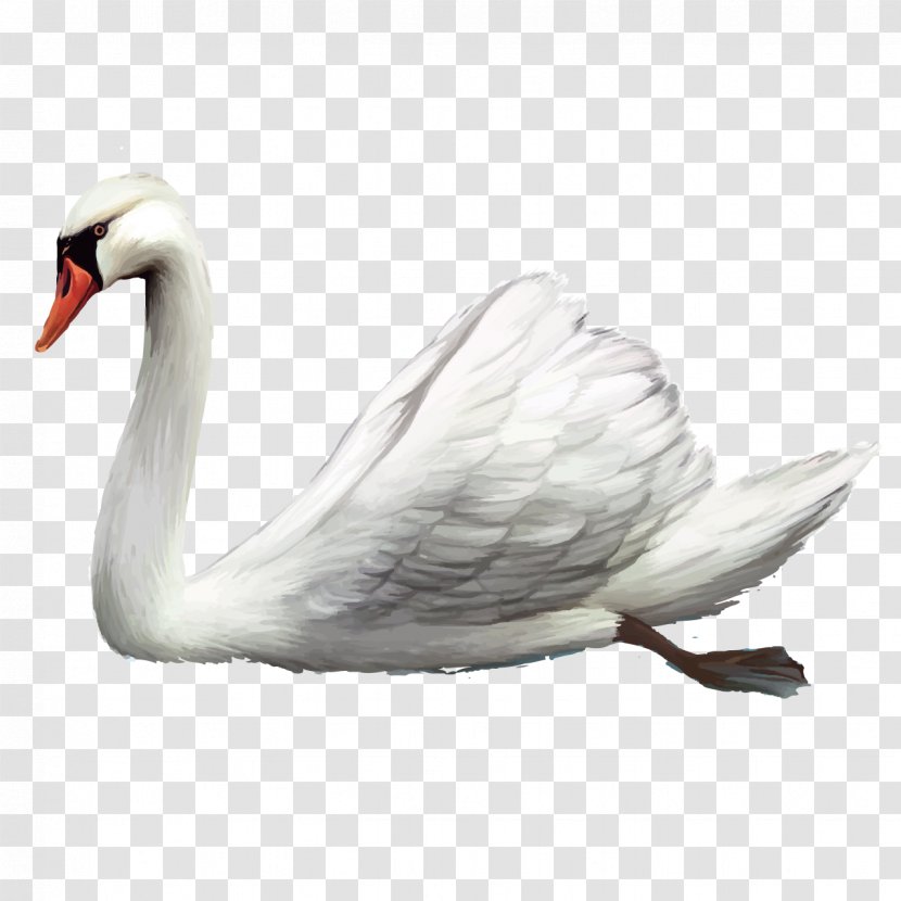 Cygnini Bird Cartoon Clip Art - Ducks Geese And Swans - Hand-painted Swan Transparent PNG