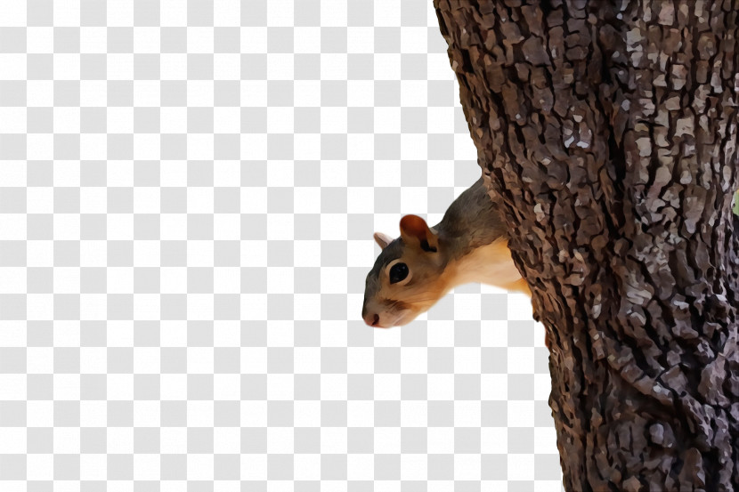 Fox Squirrel Chipmunks Squirrels 02021 Transparent PNG