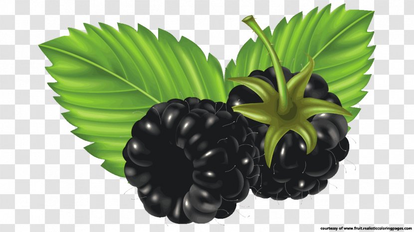 Blackberry Fruit Clip Art - Watercolor Berries Transparent PNG