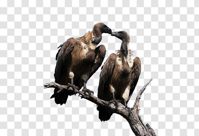 Fauna - Beak - Vulture Eating Prey Transparent PNG
