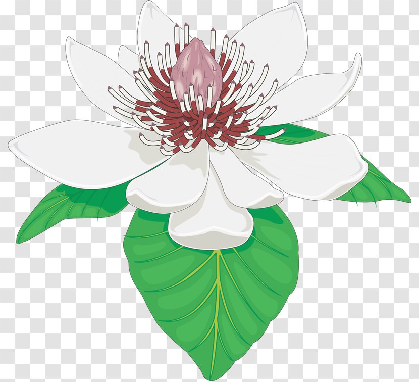 Flowering Plant Magnolia Carpel Clip Art - Flora - Flower Transparent PNG