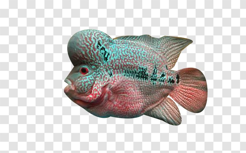 Flowerhorn Cichlid Fish Deep Sea - Resource - Rosé Transparent PNG