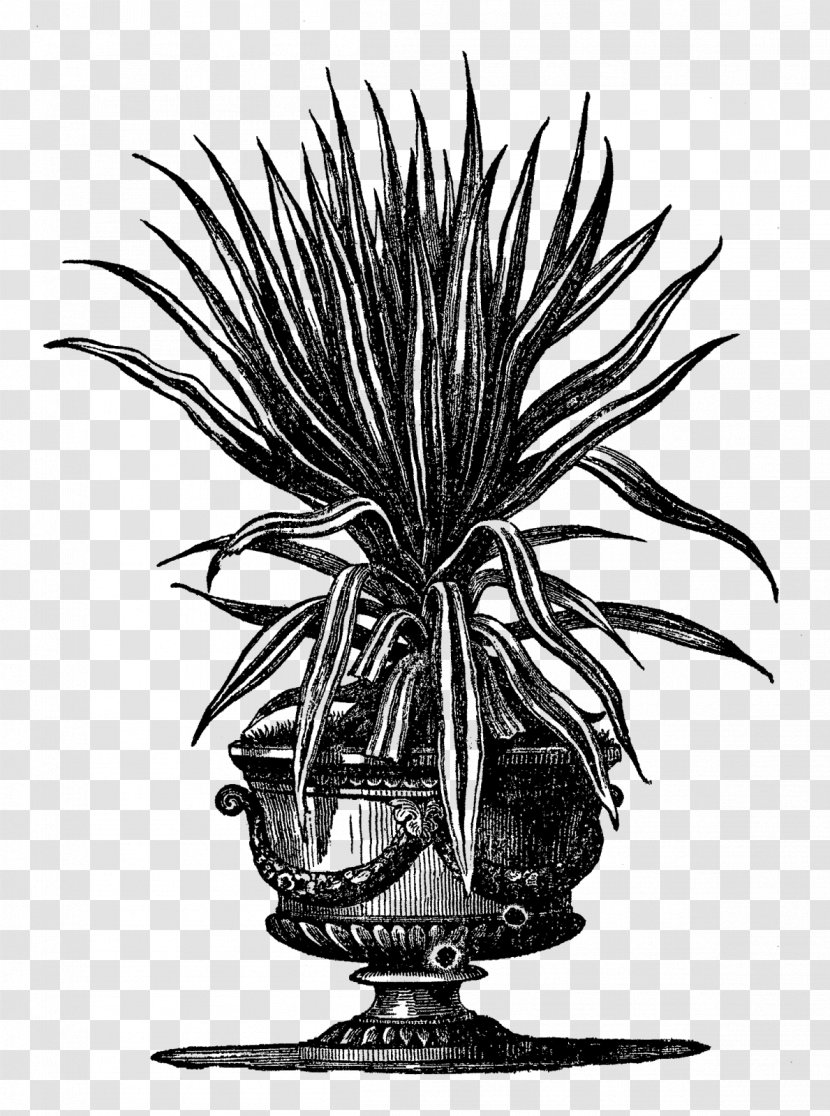 Houseplant Flowerpot Gardening - Botany - Aloe Transparent PNG