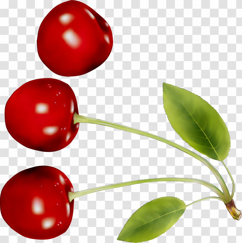 Lingonberry Natural Foods - Flower - Plant Transparent PNG