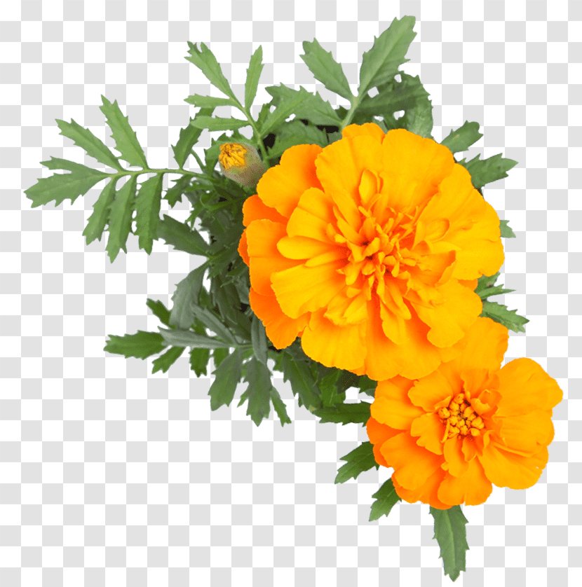 Stock Photography Cut Flowers IStock English Marigold - Email - Orange Romantic Transparent PNG