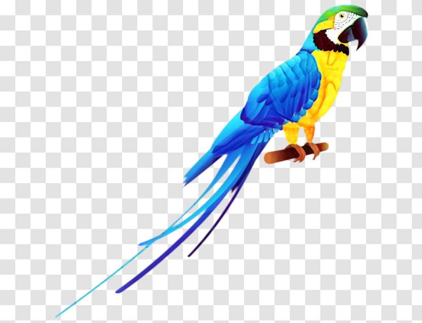 Bird Budgerigar Parrots Scarlet Macaw - Toy Transparent PNG