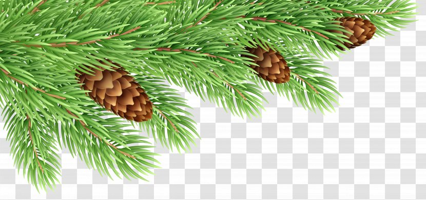 Fir Pine Conifer Cone Clip Art - Branch - Branches Buckle Free Transparent PNG