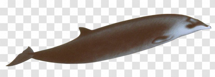 Porpoise Hector's Beaked Whale Giant Gervais' Marine Mammal - Bowhead Transparent PNG