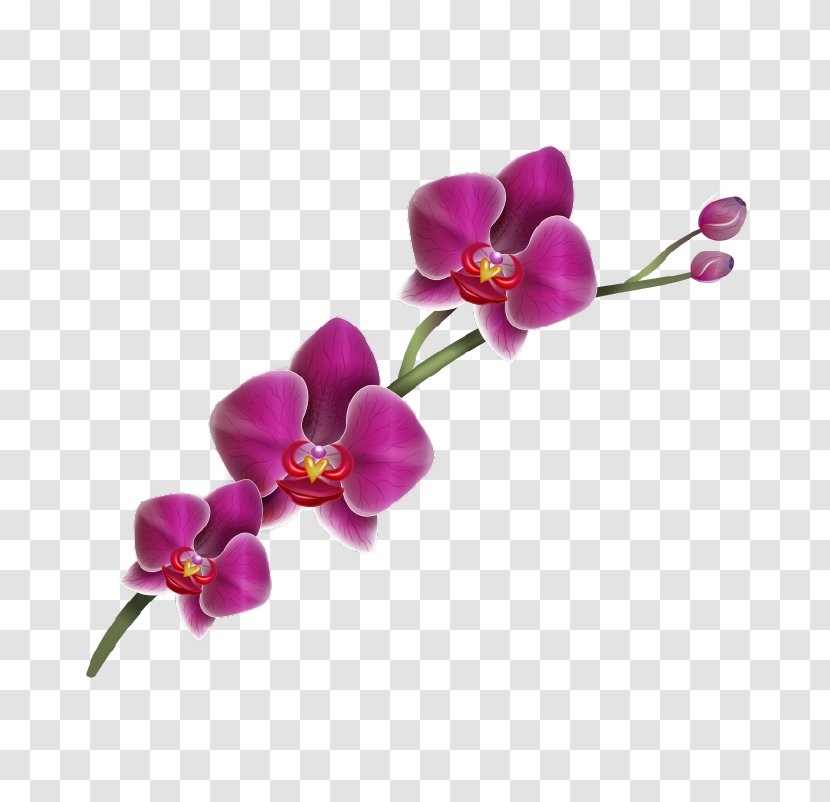 Moth Orchids Flower Drawing Clip Art - Violet - Delicate Transparent PNG