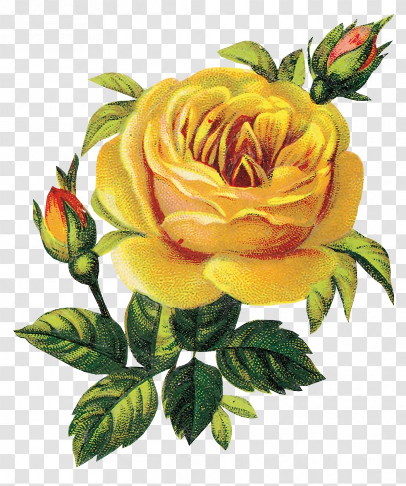 Flower - Flowering Plant - Yellow Rose Transparent PNG
