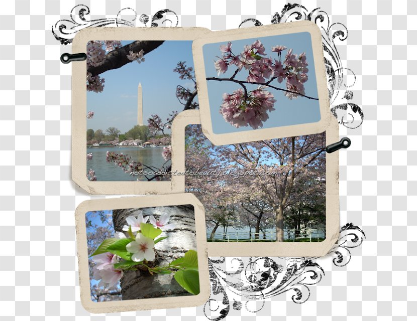 National Cherry Blossom Festival Cerasus Spring - Distraint - Border Transparent PNG