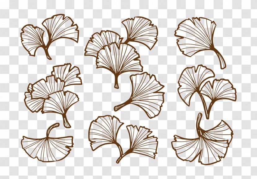 Ginkgo Biloba Drawing Leaf Food - Flora - Clipart Transparent PNG