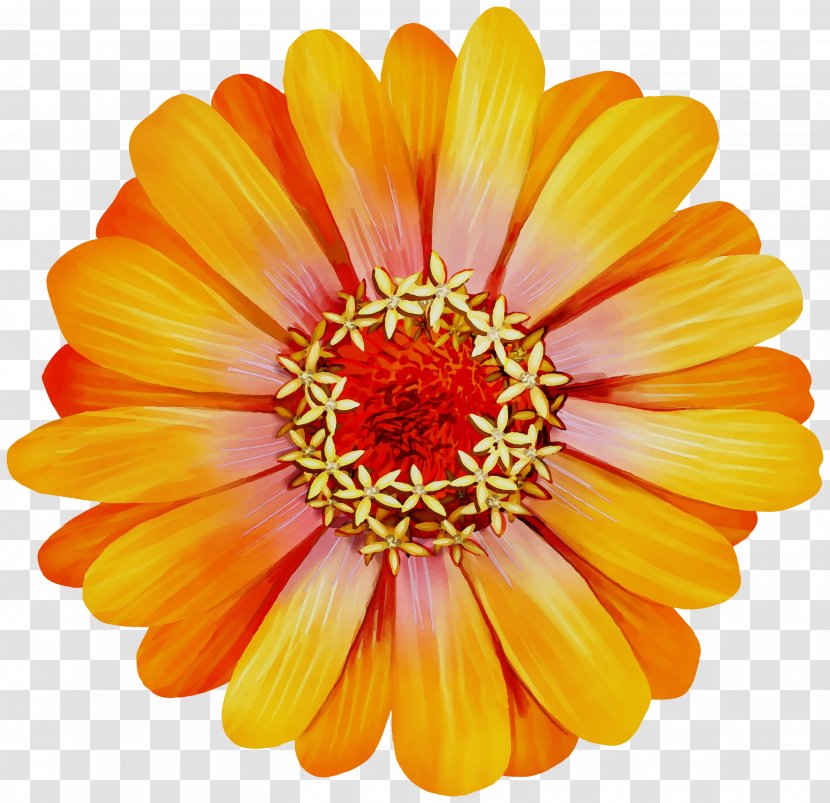 Orange - Petal - Flowering Plant Transparent PNG