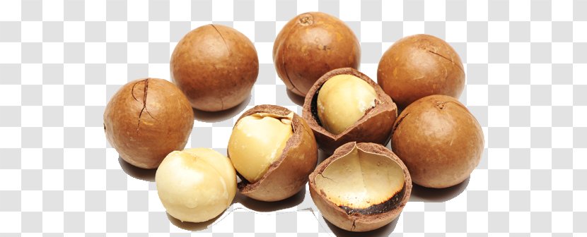 Macadamia Oil Australian Cuisine Nut Food - Roasting - Snack Transparent PNG
