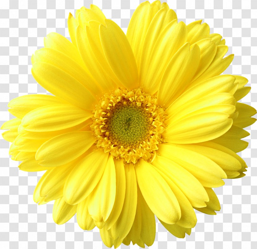Flower Clip Art - Daisy Family - Sunflower Transparent PNG