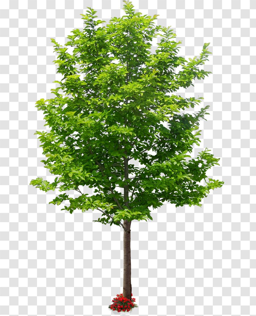 Family Tree Background - Amelanchier Arborea - Planetree Plant Stem Transparent PNG
