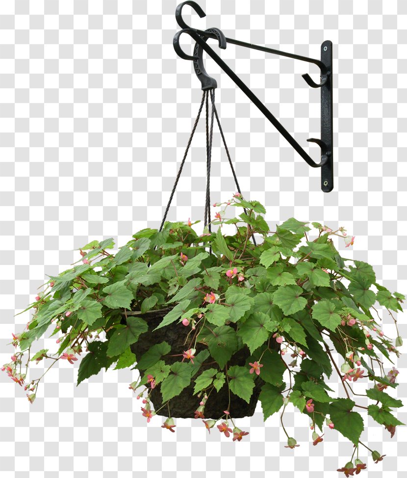 Plant Hanging Basket Flowerpot - Flower - Hanger Transparent PNG