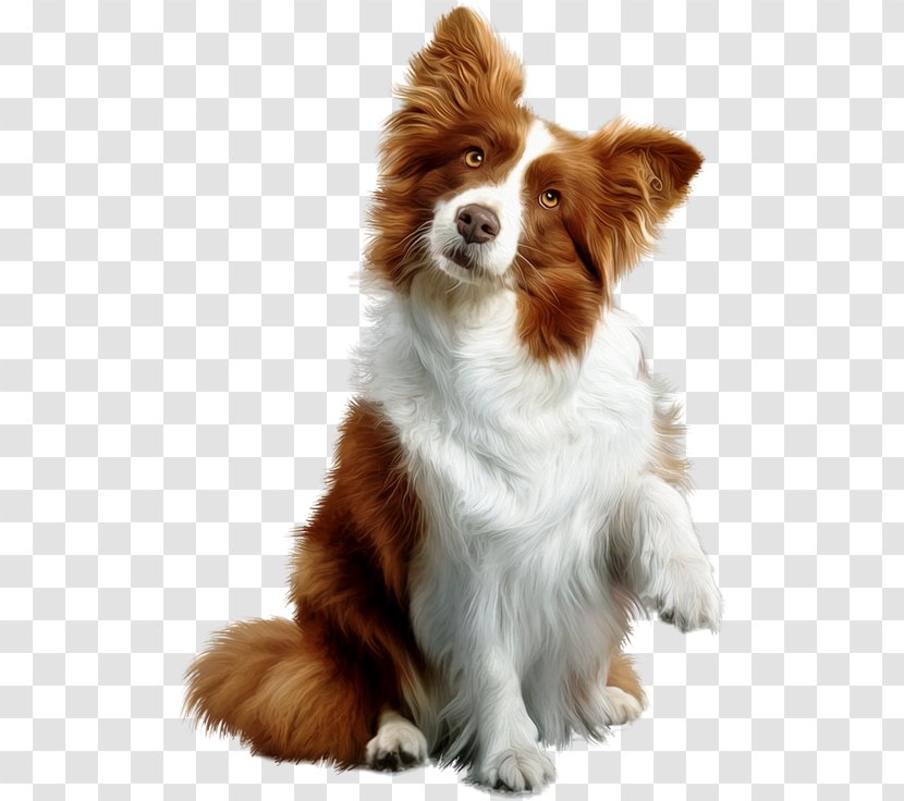 Rough Collie Puppy Golden Retriever Labrador - Dog Transparent PNG