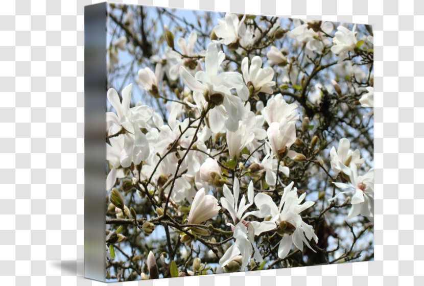 Magnoliaceae Flowering Plant Tree - Magnolia Flower Painting Transparent PNG