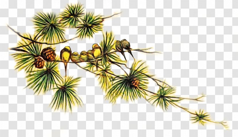 Family Tree Background - Flower - Colorado Spruce Larch Transparent PNG