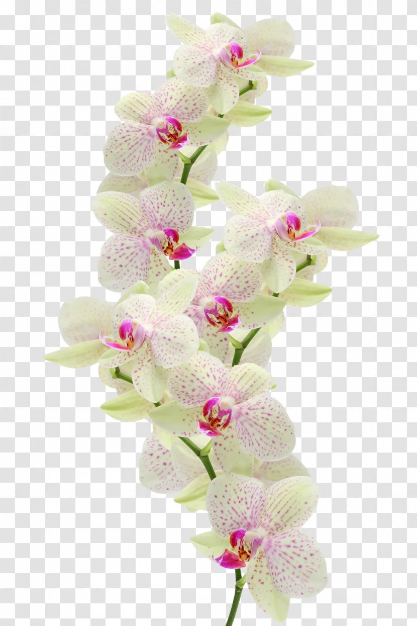 Orchids Flower Clip Art - Bouquet - Orchid Transparent PNG