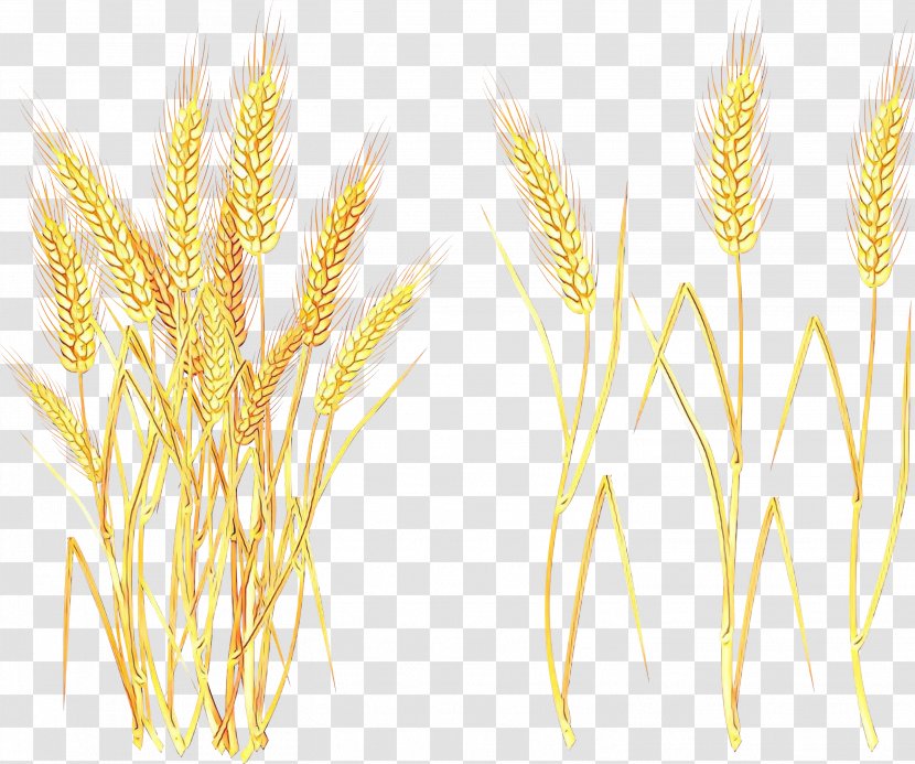 Barley Emmer Vector Graphics Spelt - Food Grain Transparent PNG