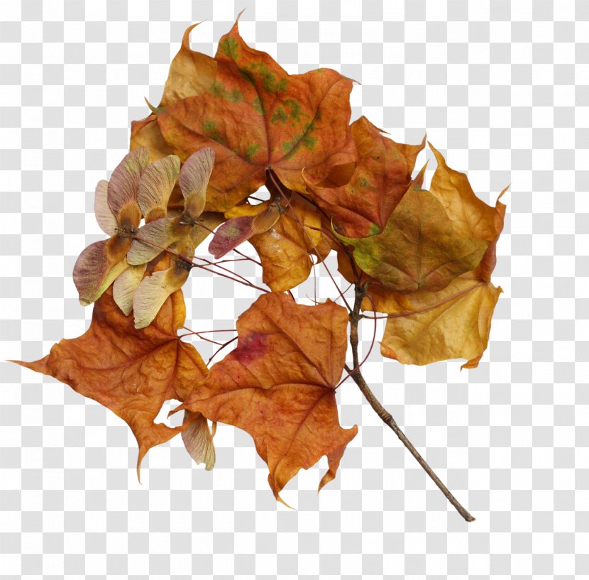Maple Leaf - Plant - Autumn Invitation Card Transparent PNG