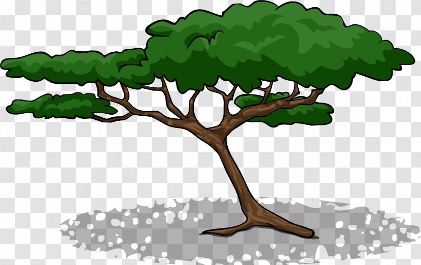 Branch Acacia Tree Clip Art - Plant Stem Transparent PNG