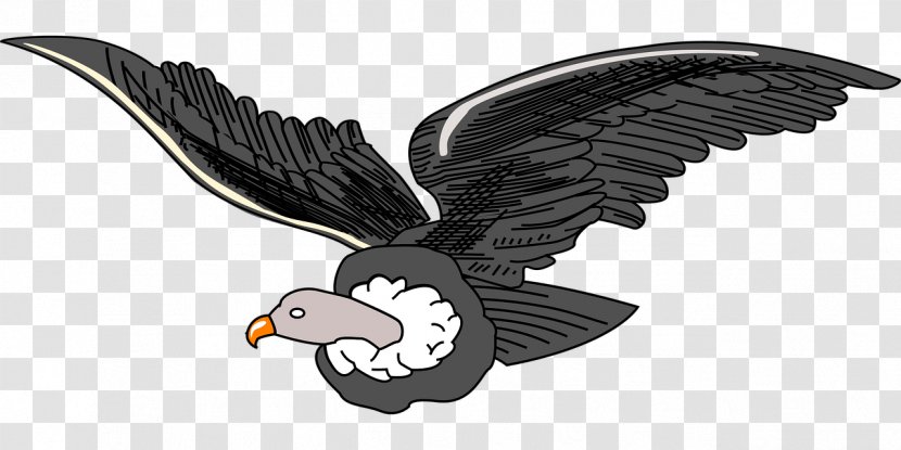 Andean Condor Andes Clip Art - Beak - Bird Transparent PNG