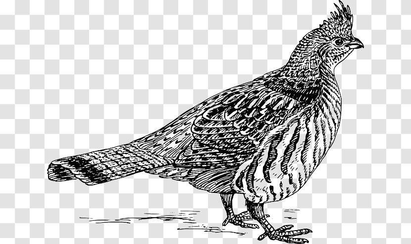 Ruffed Grouse Clip Art Bird Openclipart - Phasianidae - Ornithology Transparent PNG