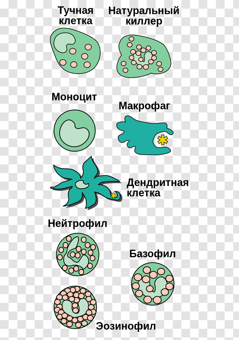 Innate Immune System White Blood Cell Immunity Macrophage - Area - Green Transparent PNG
