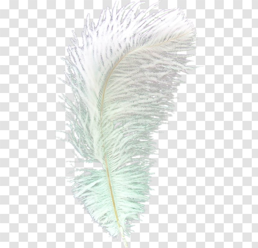 Feather Euclidean Vector Gratis - Wing - Feathers Transparent PNG