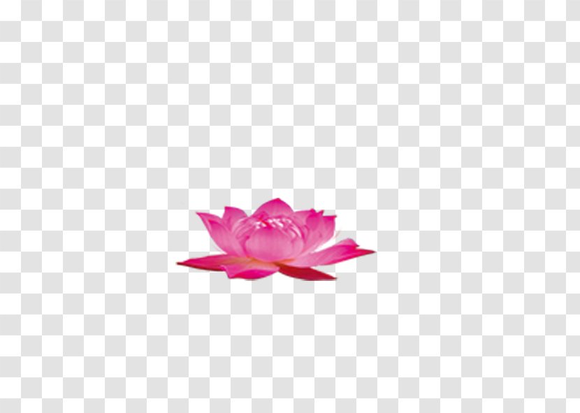 Nelumbo Nucifera Download Aquatic Plant - Pink - Lotus Transparent PNG