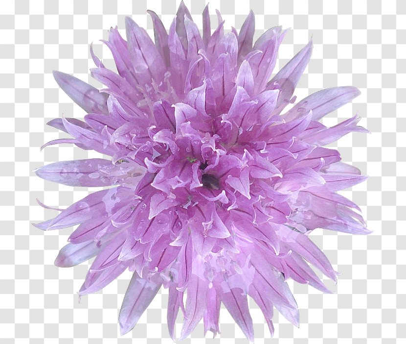 Clip Art Quotation Cut Flowers Reiki - Violet - Images Gratuites Transparent PNG