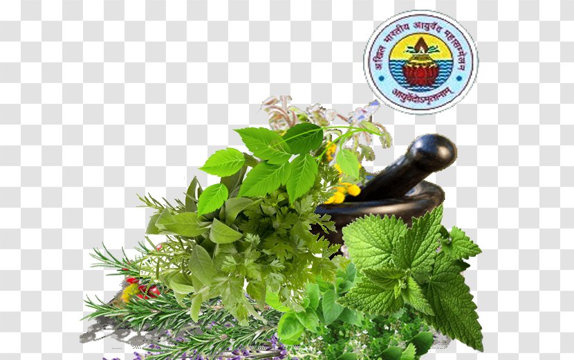 Herbalism Ayurveda Fines Herbes Pianta Aromatica - Plant - Maharashtra Transparent PNG