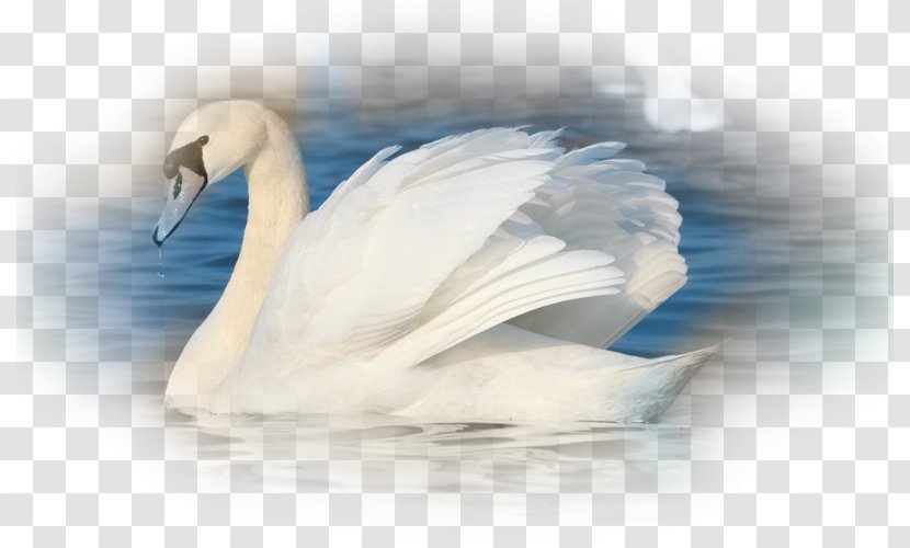 Mute Swan Bird Black Abbotsbury Swannery Animal Transparent PNG