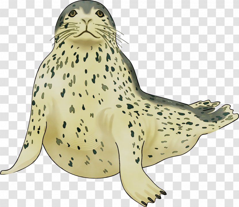Harbor Seal Sea Lion Clip Art Killer Whale - Snowy Owl - Animal Transparent PNG