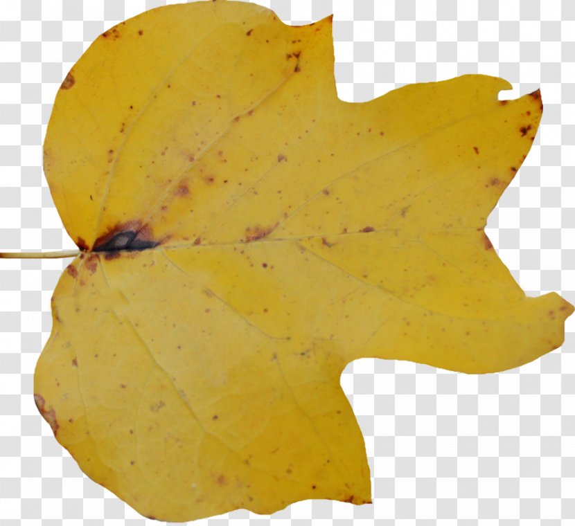 YouTube Leaf Tree - Youtube Transparent PNG